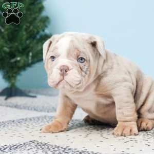 DANNY, English Bulldog Puppy